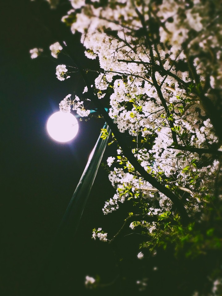 cherry blossom