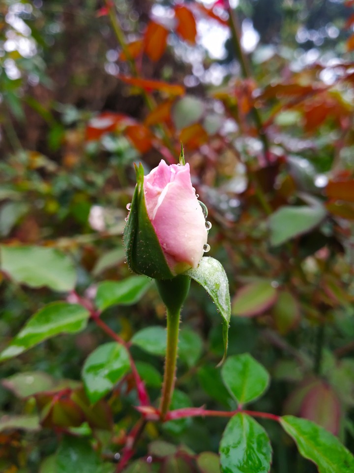 Rose