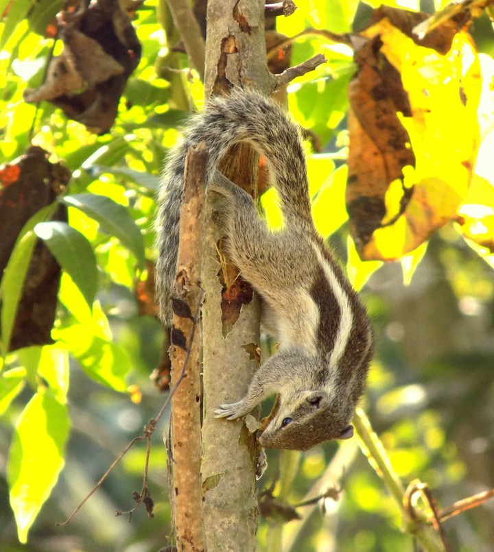 পেয়ারা তুমি খাও !