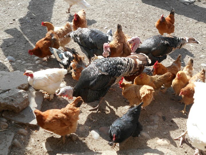 chickens