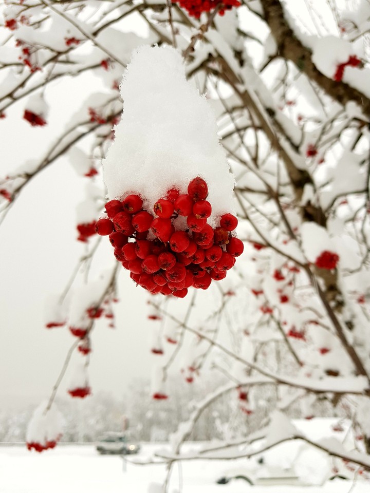 berry