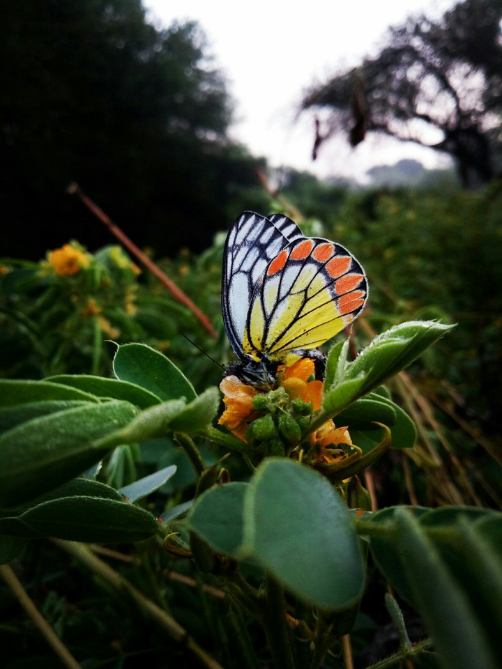 Butterfly