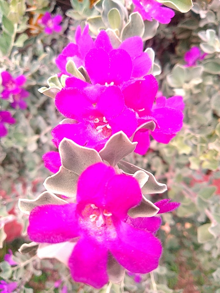 Violets