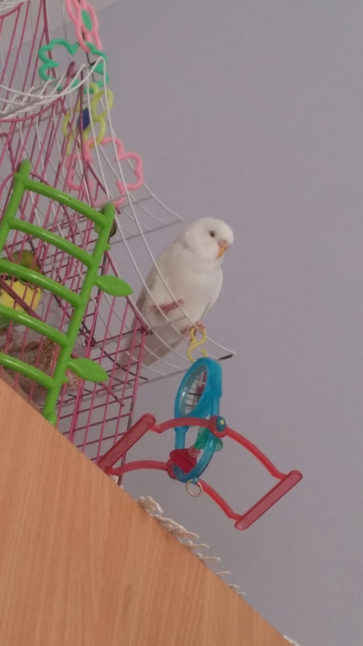 budgie white