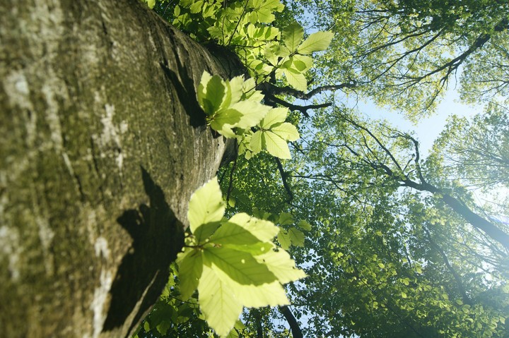 Atatürk arboretumu
