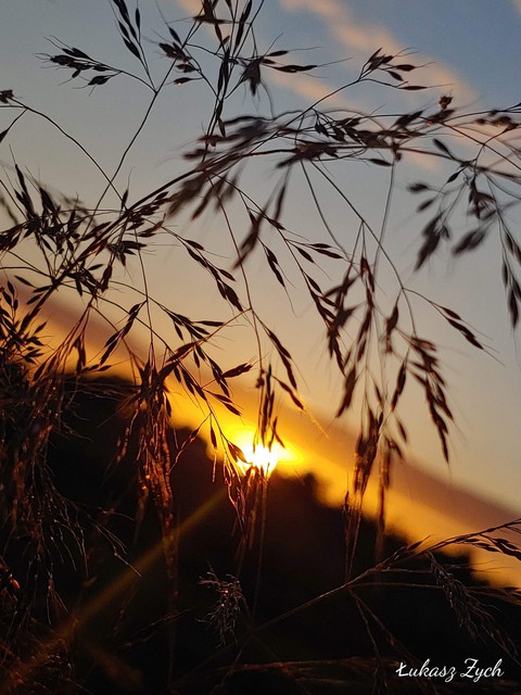 fondos de pantalla sunset, branch