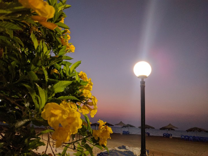 flowers on the beach