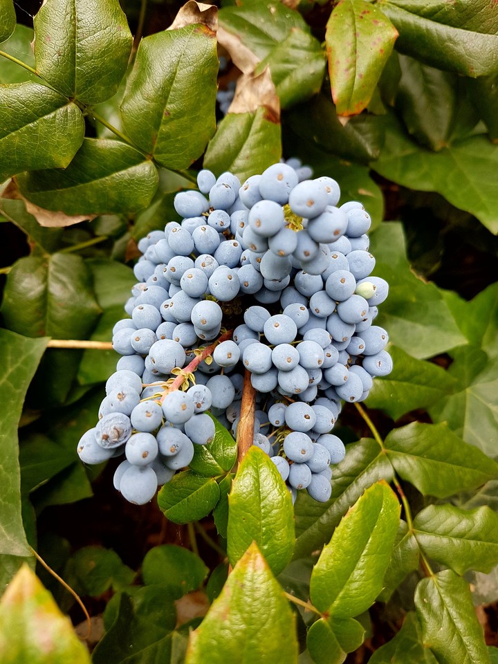Beeren