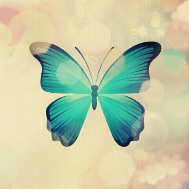 butterfly