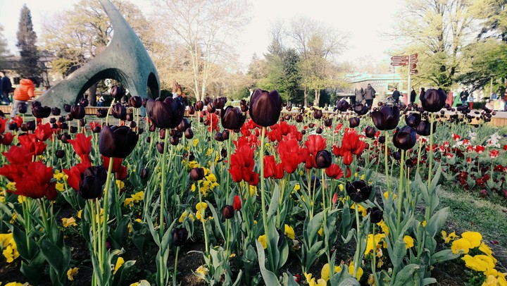 dark tulip