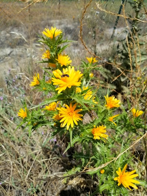 yellow flower