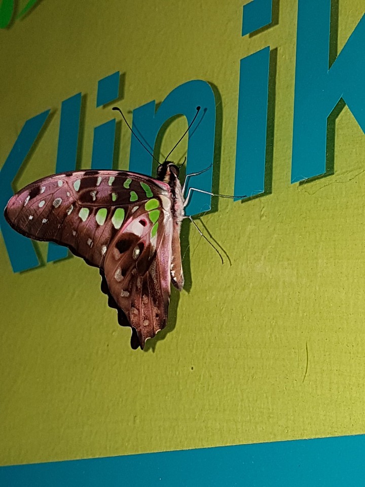 unique butterfly