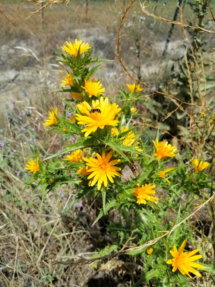 yellow flower