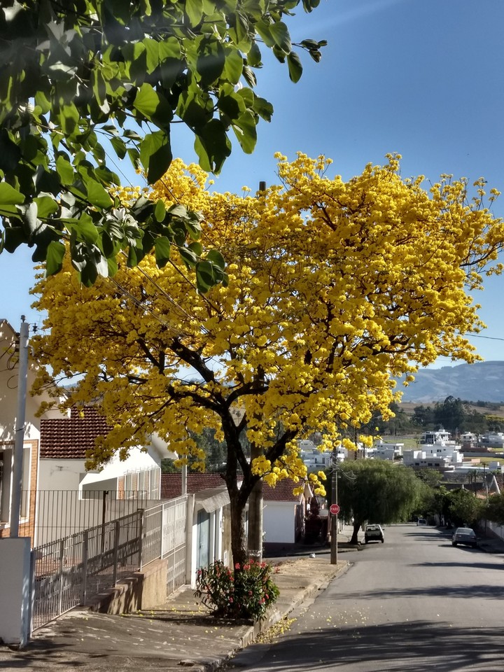 Ipê