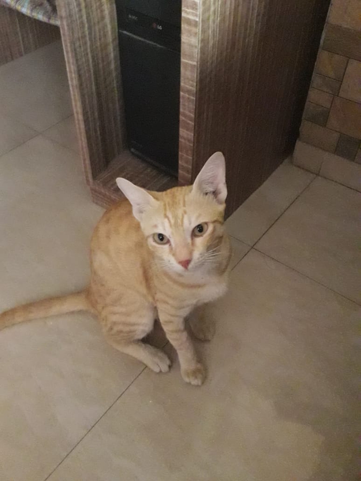 GINGER CAT