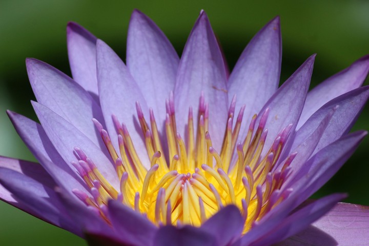 flower :)