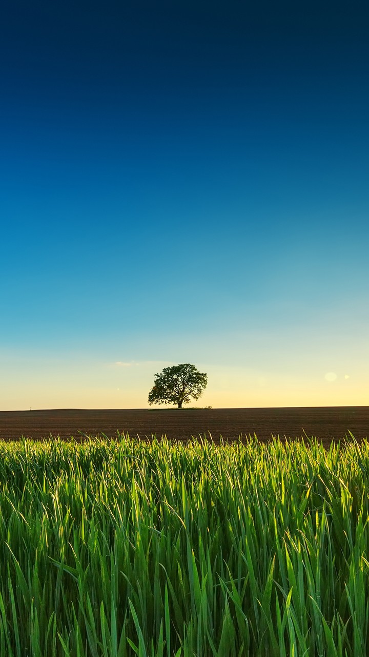 Field