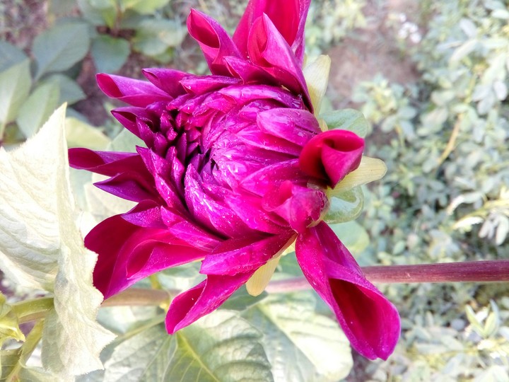 flower