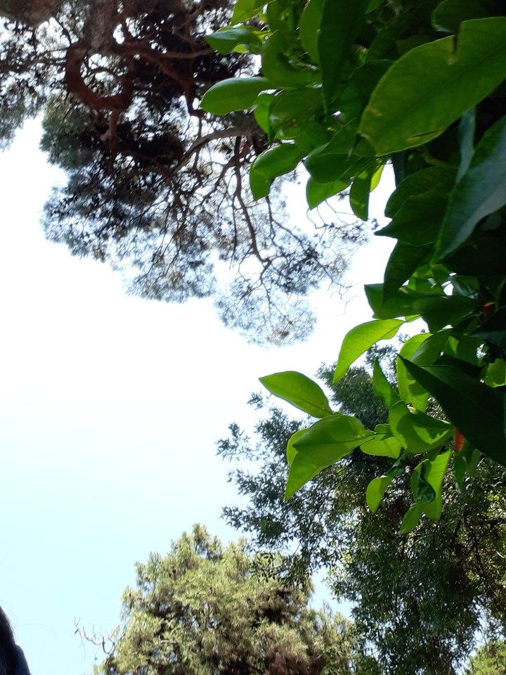 Eram garden