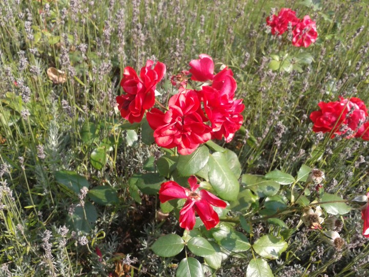 rote blume