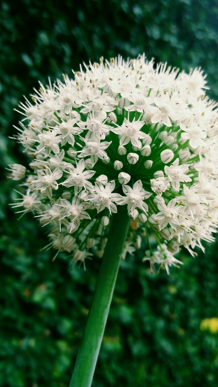 garlic flowers!!!