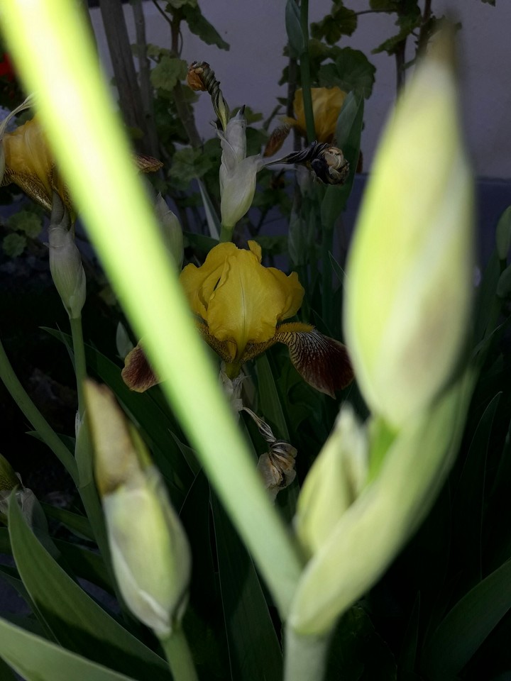 Flower