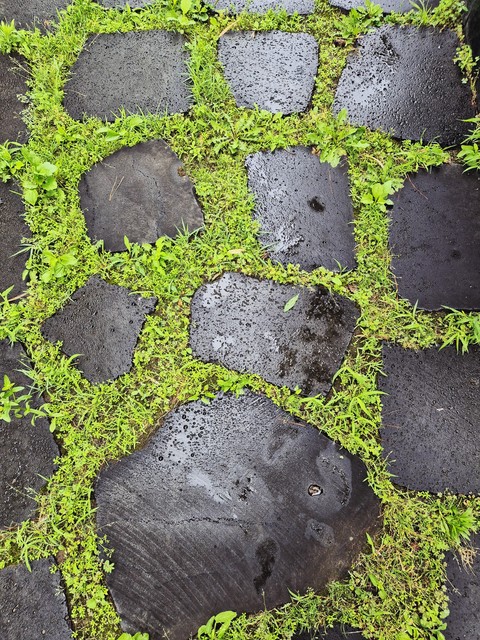 обои moss, groundcover