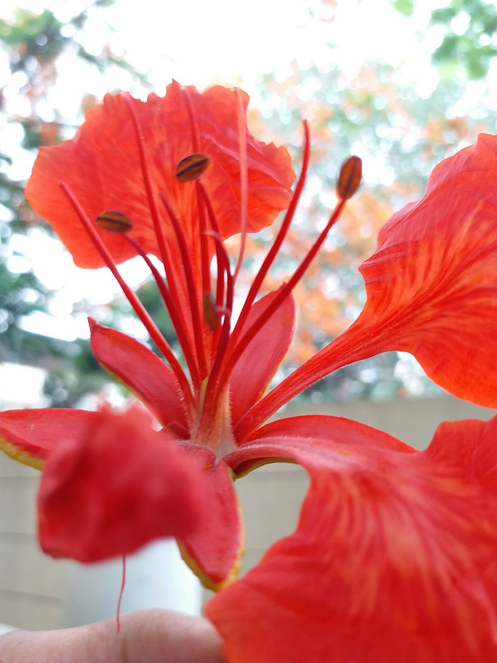 flower