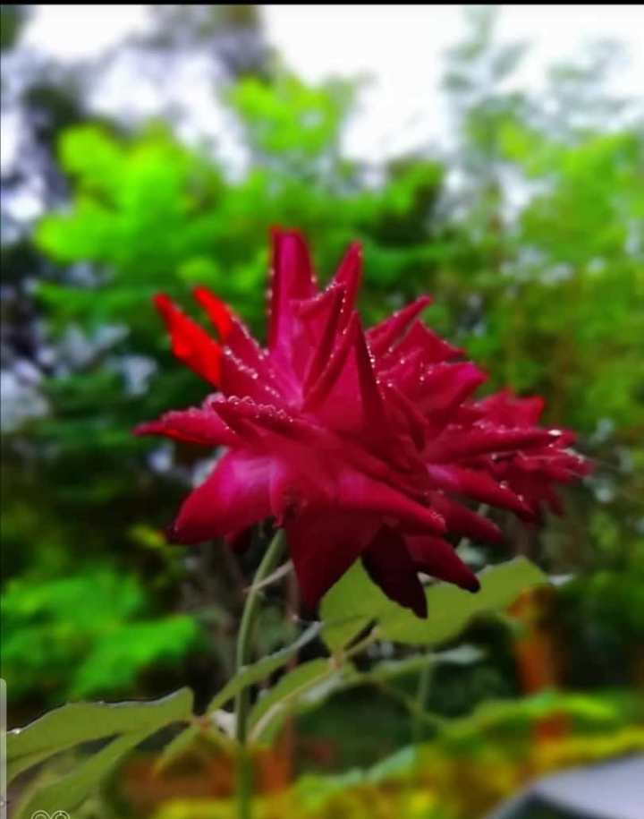 red rose ...for symbol of love ❤️❤️❤️