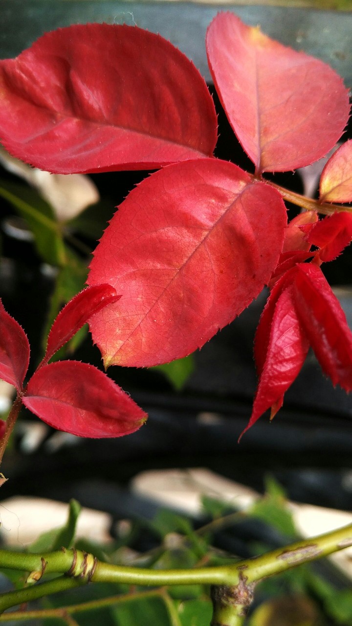red leaves