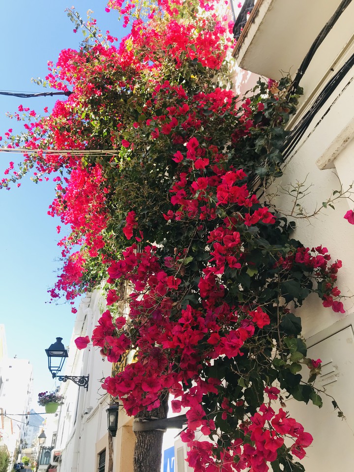 Pink flowers