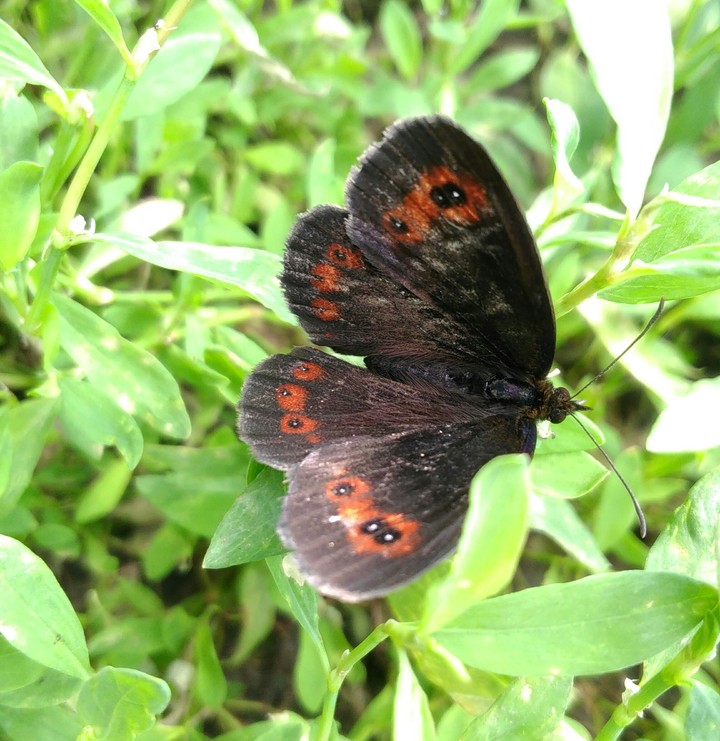 butterfly