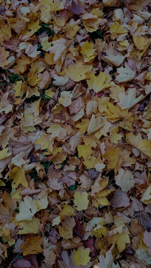 Fall in ...