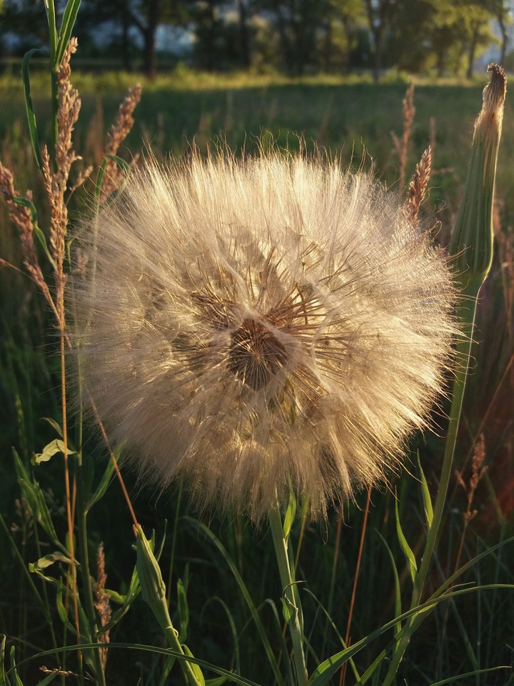 salsify