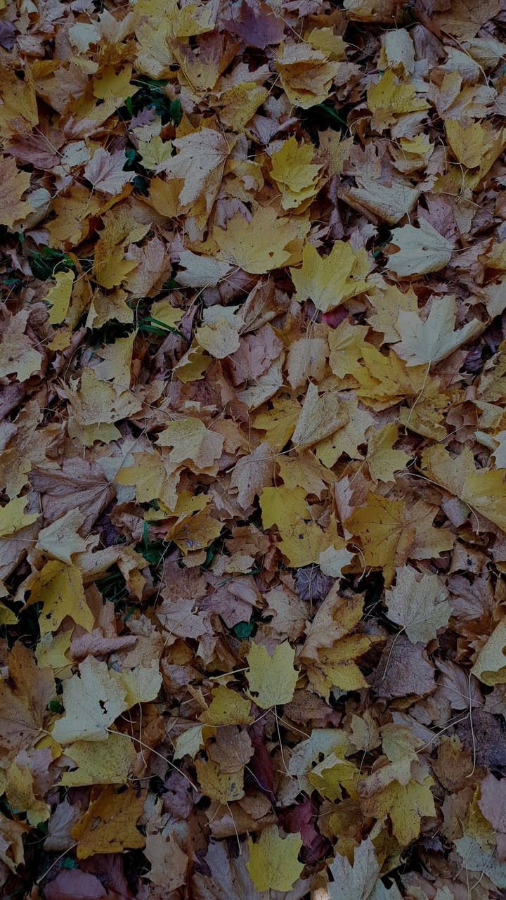 Fall in ...