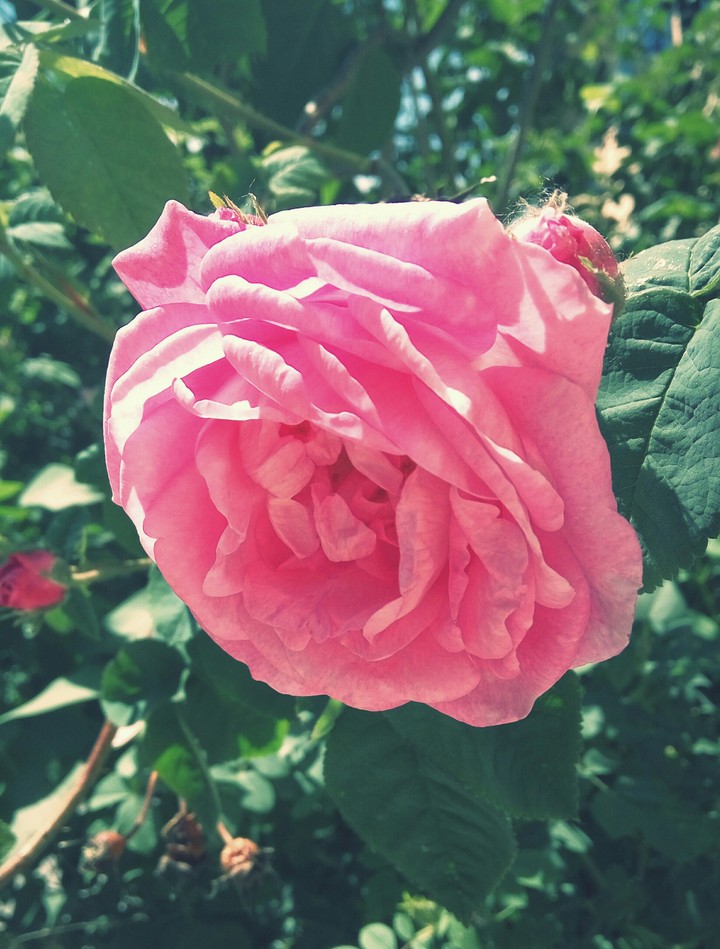 Tea rose