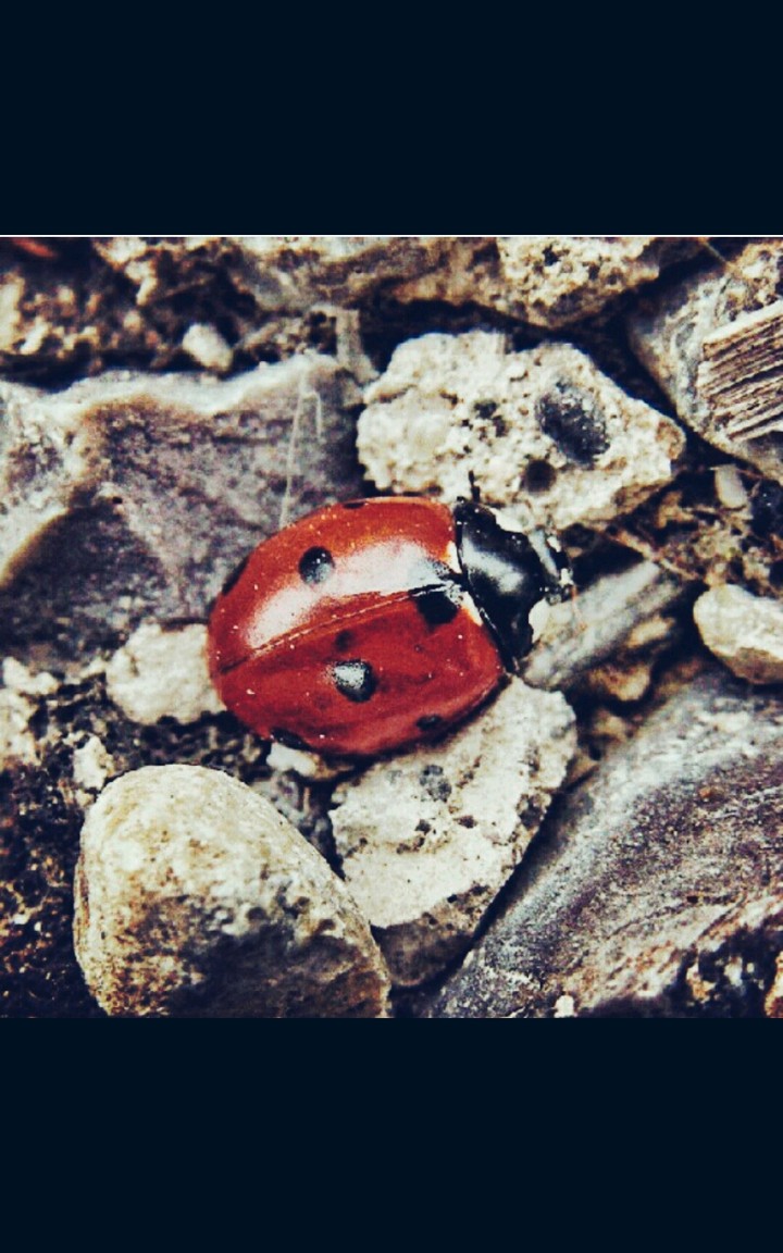 ladybug