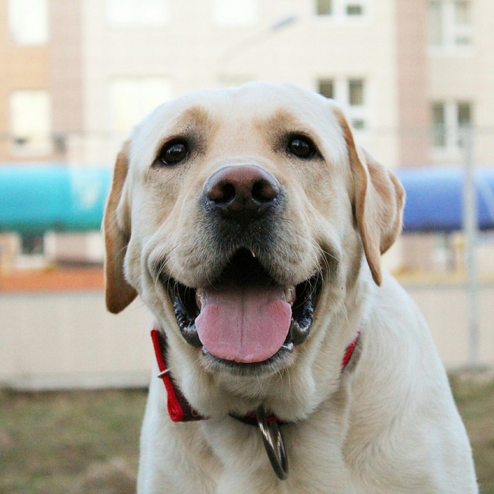 Labrador