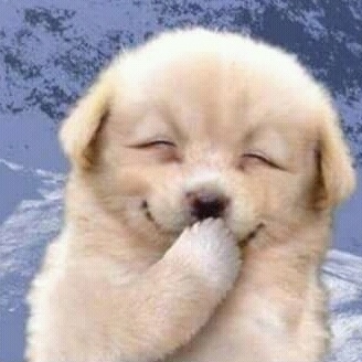 puppy