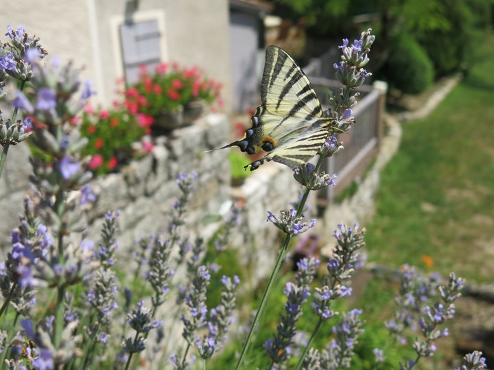 memories 15 july 2018