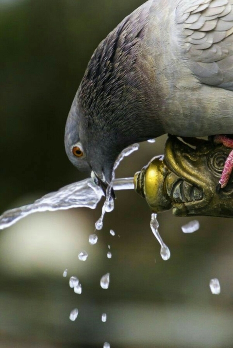Parrot, bird桌布