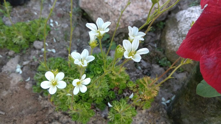little flowers