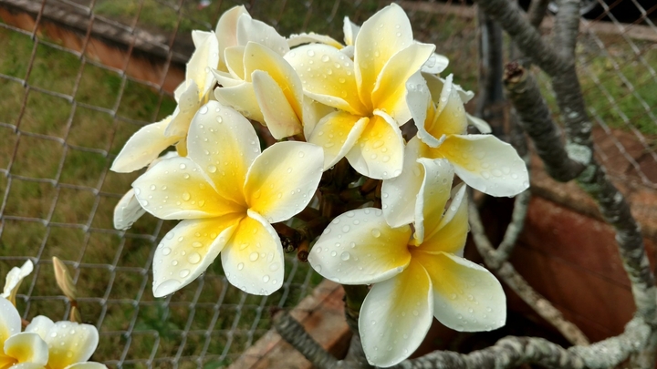 plumeria
