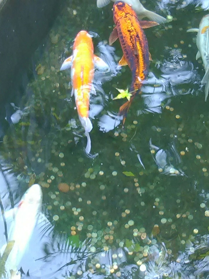 Koi Fish