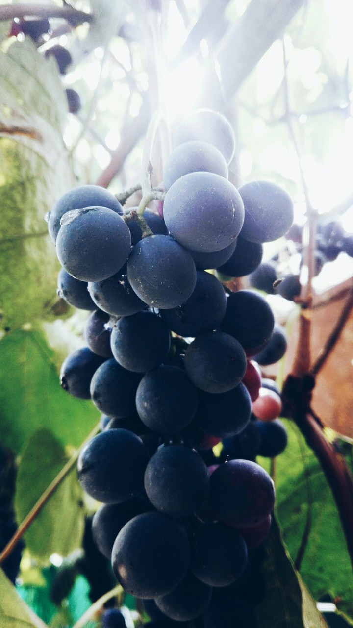 autumn fruits
