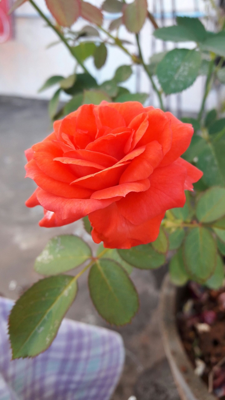my rose