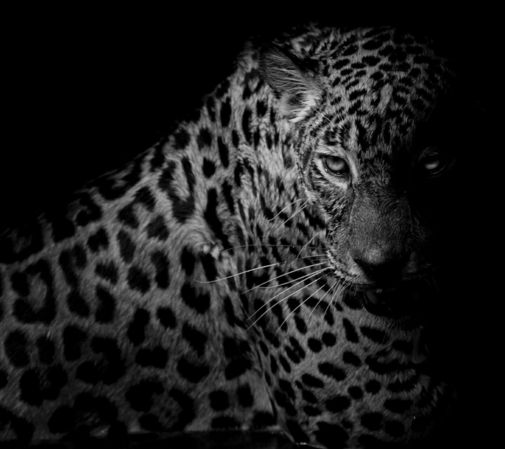 leopard