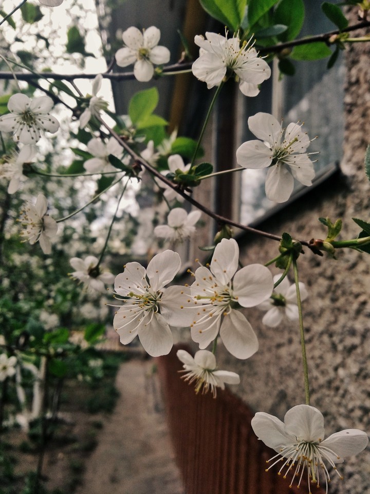 flowers