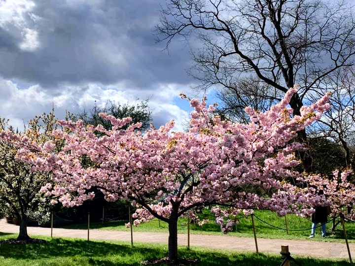Blossoms