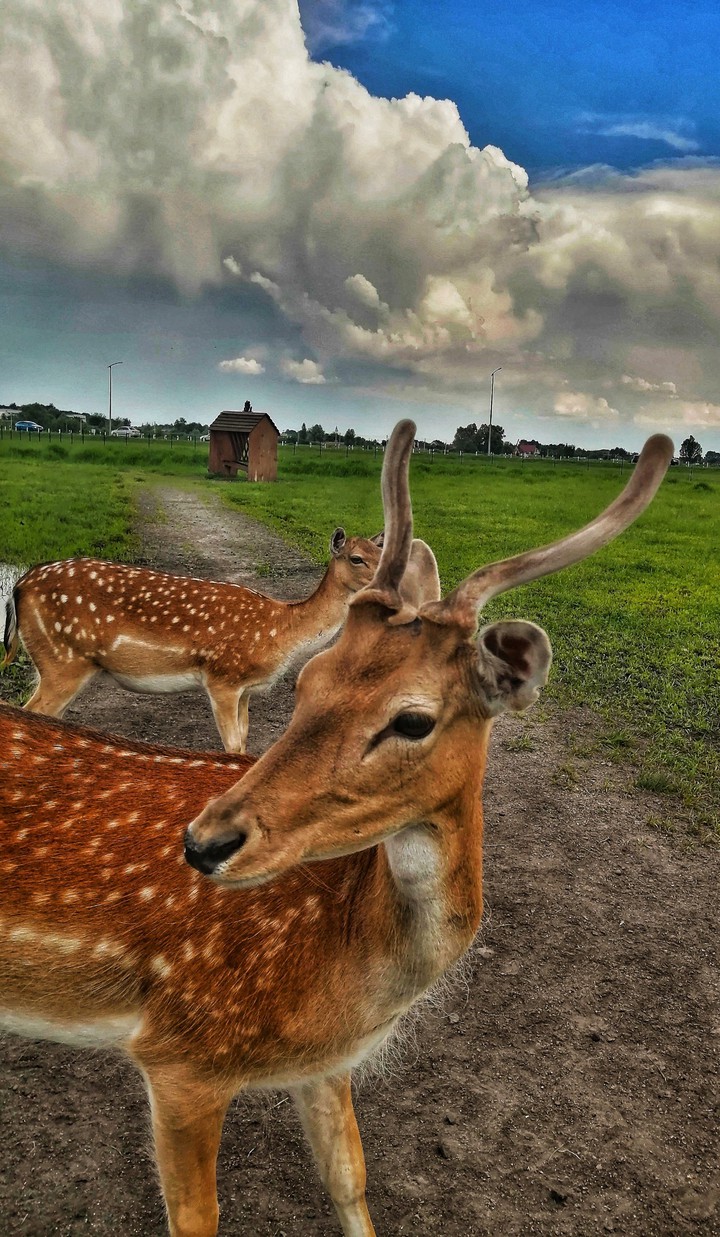 Лань